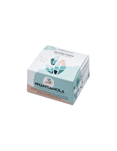 Confezione regalo piantamola - Sempreverde | Latte & Luna | Wingsbeat Confezione regalo piantamola - Sempreverde | Latte & Luna | Wingsbeat