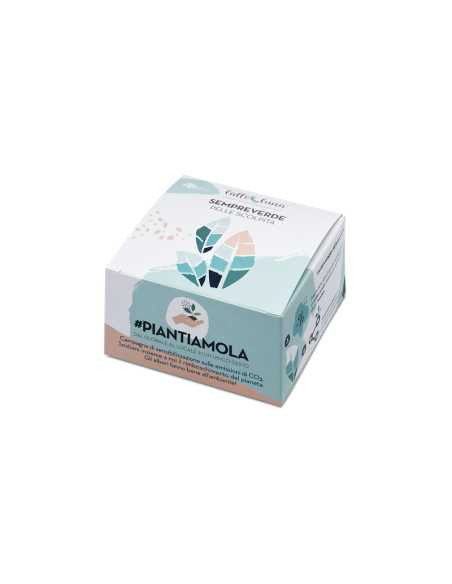 Confezione regalo piantamola - Sempreverde | Latte & Luna | Wingsbeat Confezione regalo piantamola - Sempreverde | Latte & Luna | Wingsbeat