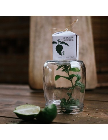 Lo Scacciaguai Shampoo E Balsamo Solido 2 in 1|Ethical Grace|Wingsbeat