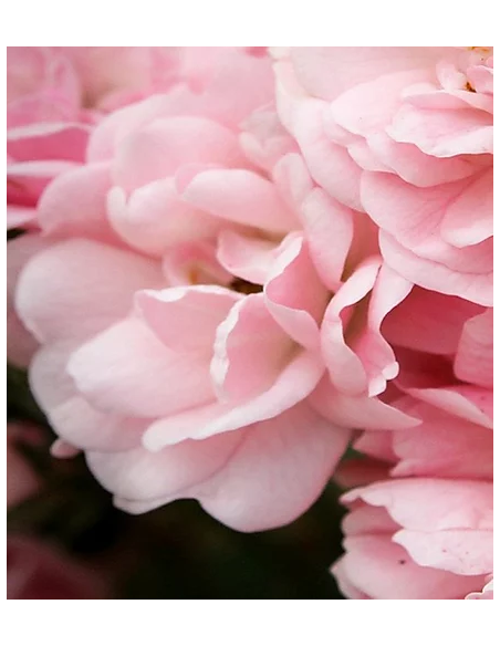 Mousse Detergenti / Struccanti Viso Nutrienti | Online su Wingsbeat Mousse Detergenti / Struccanti Viso Nutrienti | Online su Wingsbeat