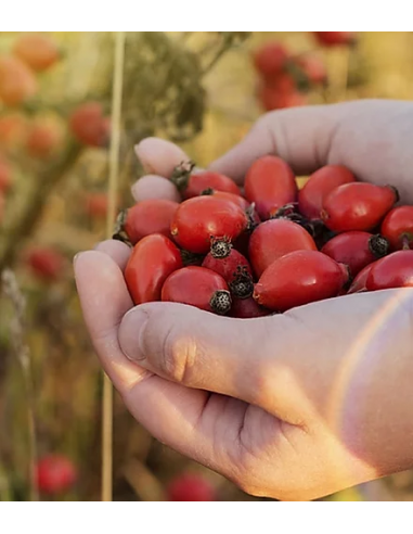 Detergenti Scrub Nutrienti | Online su Wingsbeat Detergenti Scrub Nutrienti | Online su Wingsbeat