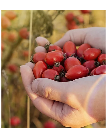 Detergenti Scrub Nutrienti | Online su Wingsbeat Detergenti Scrub Nutrienti | Online su Wingsbeat