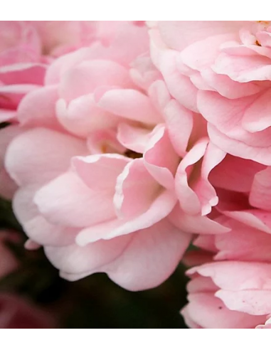 Detergenti Scrub Nutrienti | Online su Wingsbeat Detergenti Scrub Nutrienti | Online su Wingsbeat