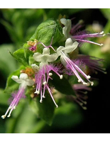 Detergente Scrub Schiarente | Online su Wingsbeat