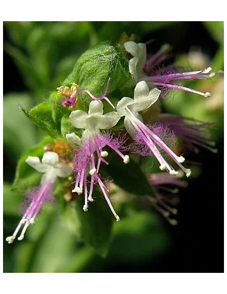 Detergente Scrub Schiarente | Online su Wingsbeat