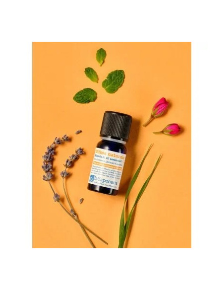 Difesa Naturale - Mix di Oli Essenziali | Acquista su Wingsbeat Difesa Naturale - Mix di Oli Essenziali | Acquista su Wingsbeat