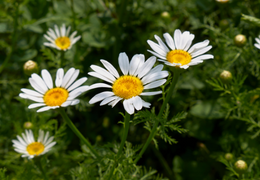 Anthemis Nobilis