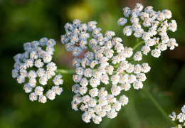 Achillea