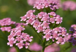 Achillea Millefolium